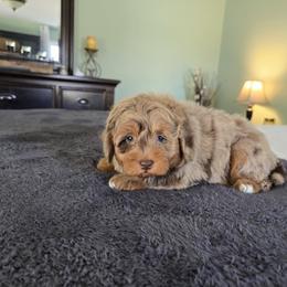 Mocha - Merle male Goldendoodle puppy in Floyd, Virginia from Hearts and Paws Poodles and Doodles