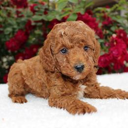 Clover- AKC Mini Poodle in NC - Apricot male Poodle puppy in Stokesdale, North Carolina from His and Hers Poodles and Doodles