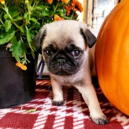 Mr. Green - Fawn male Pug puppy in Gore, Oklahoma from Pugs on Pecan