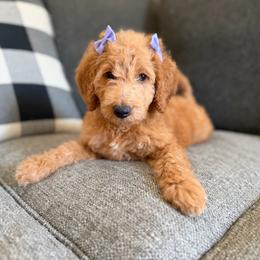 Lilac - Red  female Goldendoodle puppy in Spring, Texas from The Doodle Den
