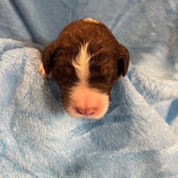 Bernedoodle and Labradoodle Puppies from Huser Doodle