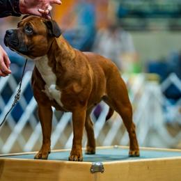 Staffordshire Bull Terrier puppies from Moonspinner Staffords