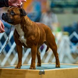 Staffordshire Bull Terrier puppies from Moonspinner Staffords