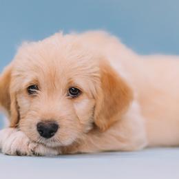 Aussiedoodle and Labradoodle Puppies from Doodles on Duty
