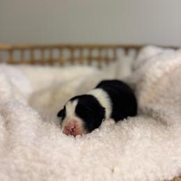 Black Bi Male - Black male Miniature Australian Shepherd puppy in Stuart, Virginia from Apple Tree Mini Aussies