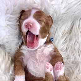 Goldendoodles from Howard House of Paws