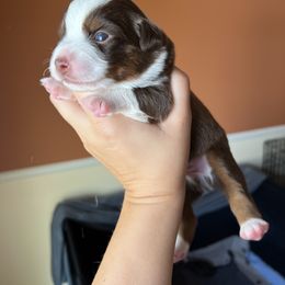 Sparky - Red tri-color male Miniature American Shepherd puppy in Troy, Ohio from Wiggle Wags Miniature American Shepherds