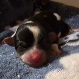 Boy 1 - Black and white male Shorkie puppy in White Pigeon, Michigan from Kathys Yorkie and Shih-tzu Cuties