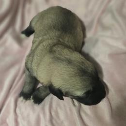 Anatolian Shepherd Dog Puppies from Florida Anatolian Shepherds