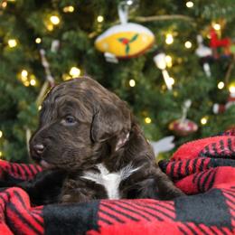 Barbina - Chocolate female Labradoodle puppy in Lanexa, Virginia from Lees Reach Farm