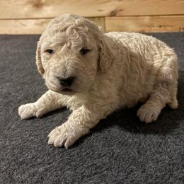 Paris - Cream female Goldendoodle puppy in Nathalie, Virginia from Deez Doodles