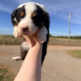 Annie - Black tri-color female Australian Shepherd puppy in Cushing, Oklahoma from Midwest LP Aussies