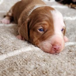 Benson - Piebald male Dachshund puppy in East Bend, North Carolina from Yadkin Valley Dachshunds