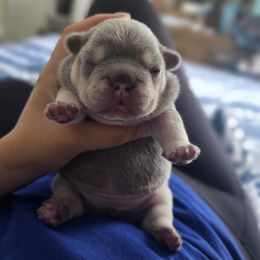 French Bulldog Puppies from LMD Frenchies