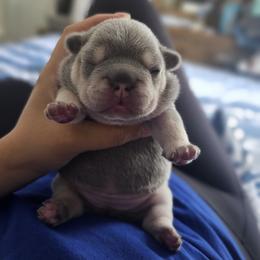 French Bulldog Puppies from LMD Frenchies