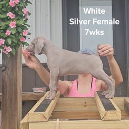 Weimaraner Puppies from So-IN Weimaraner's