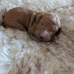 Blaze - Red  male Goldendoodle puppy in Apache Junction, Arizona from Loving Doodle
