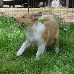 Collie Puppies from Collies of Wych