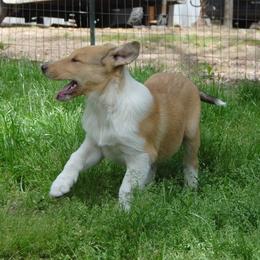 Collie Puppies from Collies of Wych