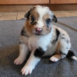 Ruby - Blue merle female Australian Shepherd puppy in Solon, Maine from Mountain Range Australian Shepherds
