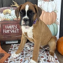 Happi - Fawn female Boxer puppy in Stevensville, Montana from The Holistic Boxer