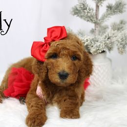 Jelly - Red  female Goldendoodle puppy in Casa Grande, Arizona from AzDoodle Dandies