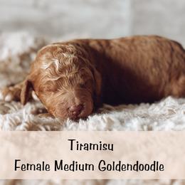 Spot 5 - Apricot female Goldendoodle puppy in Redmond, Oregon from Bourbon and Lace Doodles