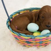Goldendoodle, Irish Doodle, Labradoodle, and Poodle Puppies from Desert Doodles