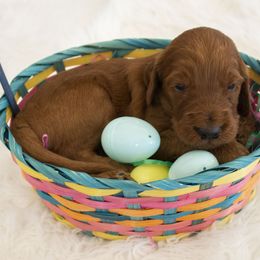 Goldendoodle, Irish Doodle, Labradoodle, and Poodle Puppies from Desert Doodles