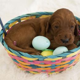 Goldendoodle, Irish Doodle, Labradoodle, and Poodle Puppies from Desert Doodles