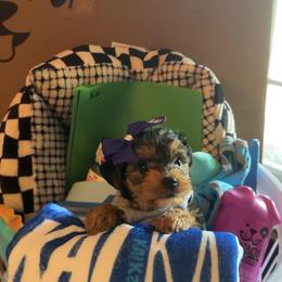 Kai - Black and tan male Yorkshire Terrier puppy in Montgomery County, Alabama from Alabama Yorkies of the South (Sierra’s Yorkshire Terrier Babies)