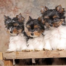 Biewer Terrier Puppies from Strudl Haus Biewer Terriers