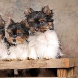 Biewer Terrier Puppies from Strudl Haus Biewer Terriers