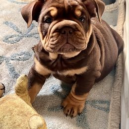 Moka - Chocolate tri-color female Bulldog puppy in Wellsville, New York from Little Bit of Heaven Kennel