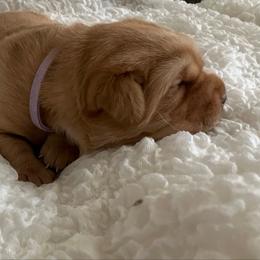 Ginger - Yellow female Labrador Retriever puppy in Princess Anne, Maryland from Little Farm