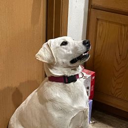 Roxanne - Labrador Retriever