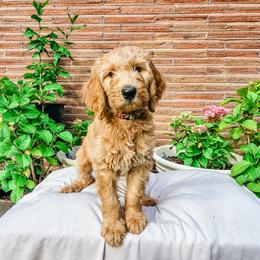 Nirvana - Cream female Goldendoodle puppy in Everett, Washington from Big Top Doodles