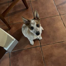 Falx - Red speckled male Australian Cattle Dog puppy in Rogue River, Oregon from FullMoon Cattle Dogs