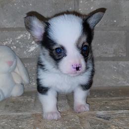 Teddy - Black and tan male Pembroke Welsh Corgi puppy in New Hampshire from Muddy Paws Corgis