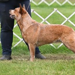 Scout - Australian Cattle Dog