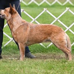 Scout - Australian Cattle Dog