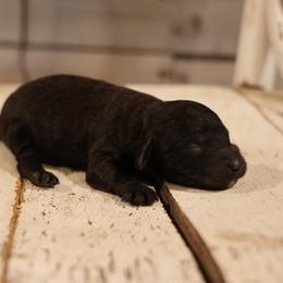 Girl 3 - female Whoodle puppy in West Bend, Iowa from Blue Skies Terriers