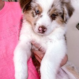 Miniature Australian Shepherd and Toy Australian Shepherd Puppies from Circle T Mini Aussies