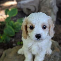 Blenheim Boy - Blenheim male Cavapoo puppy in San Diego, California from WW Cavapoos