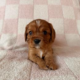Benson (black collar) - Ruby male Cavalier King Charles Spaniel puppy in Acworth, Georgia from Cumberland Cavaliers