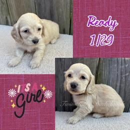 Purple - Cream female Dachshund puppy in Jonesboro, Illinois from Twin Hills Dachshunds