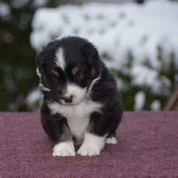 Green - Black tri-color male Australian Shepherd puppy in Pilot, Virginia from Obsidian Australian Shepherd