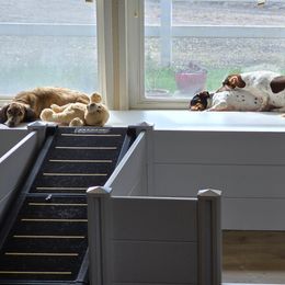 Dachshunds from Wonder Weenies