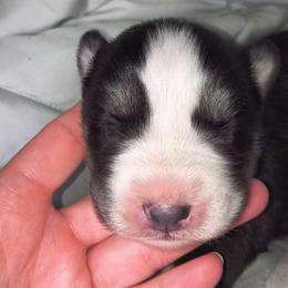 Shonesty - Sable and white female Siberian Husky puppy in Richland, Mississippi from Feazell’s Siberian Huskies