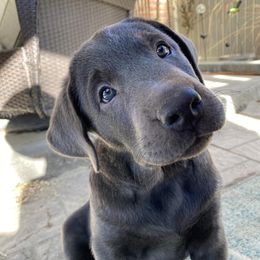 Dilute Retrievers from Meadow Valley Labradors
